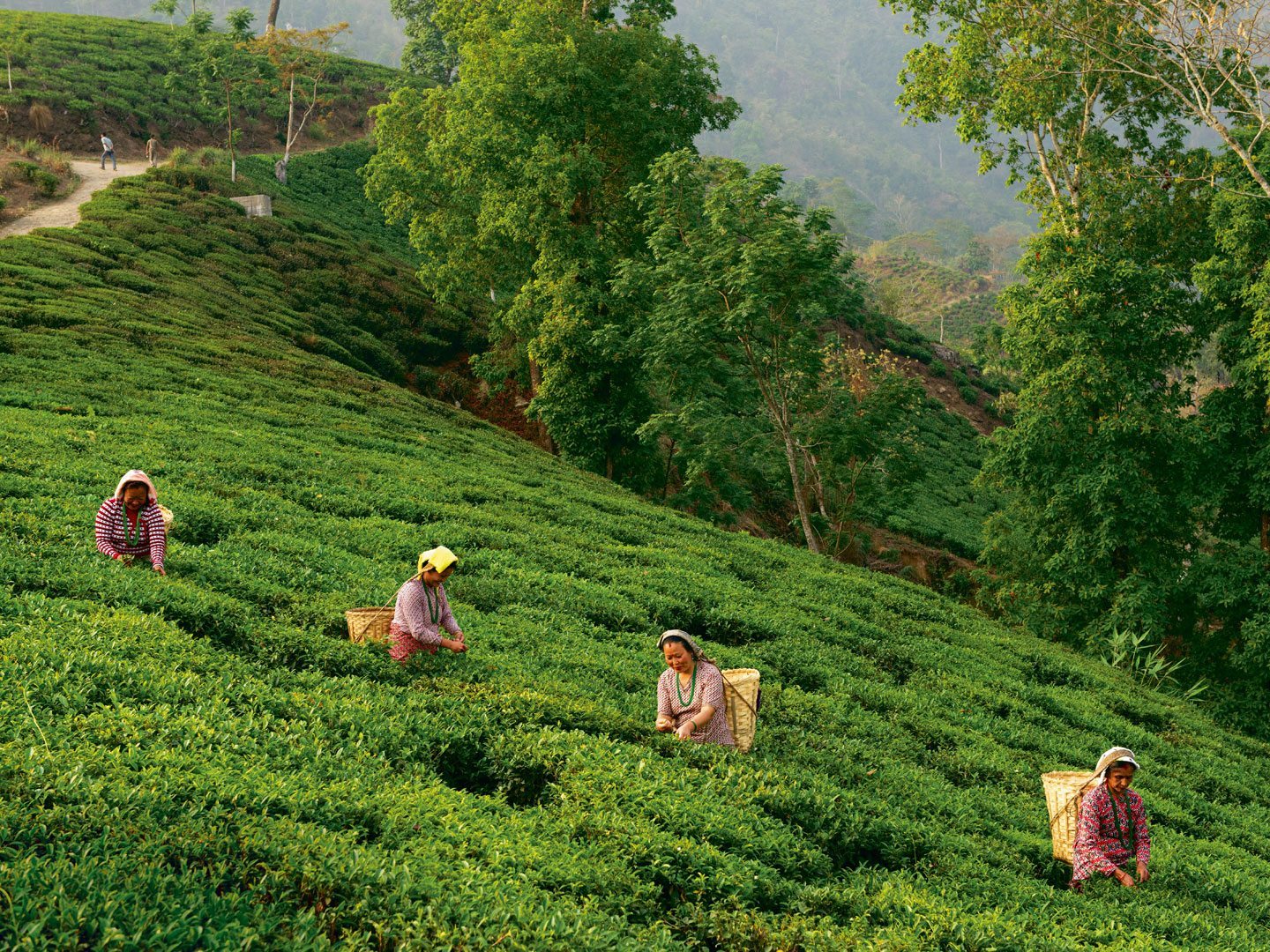 Darjeeling