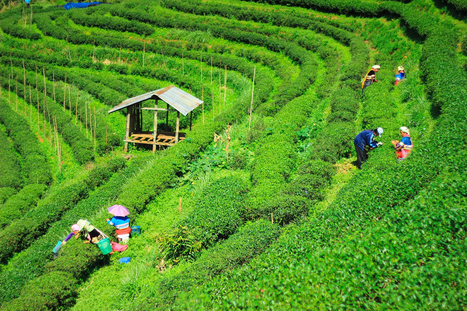 Guwahati - Shillong - Kajiranga