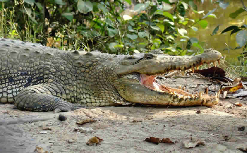 Bhitarkanika (Orissa)